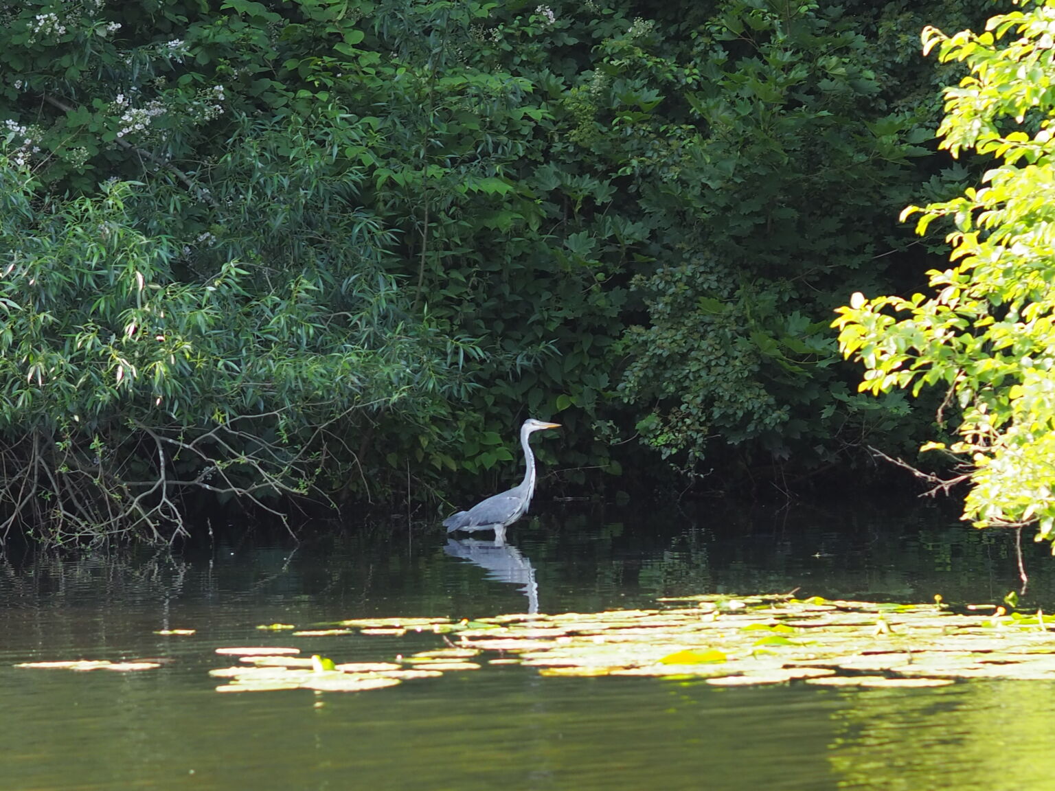 Wasservögel zwischen den Bäumen am Fluss Bille