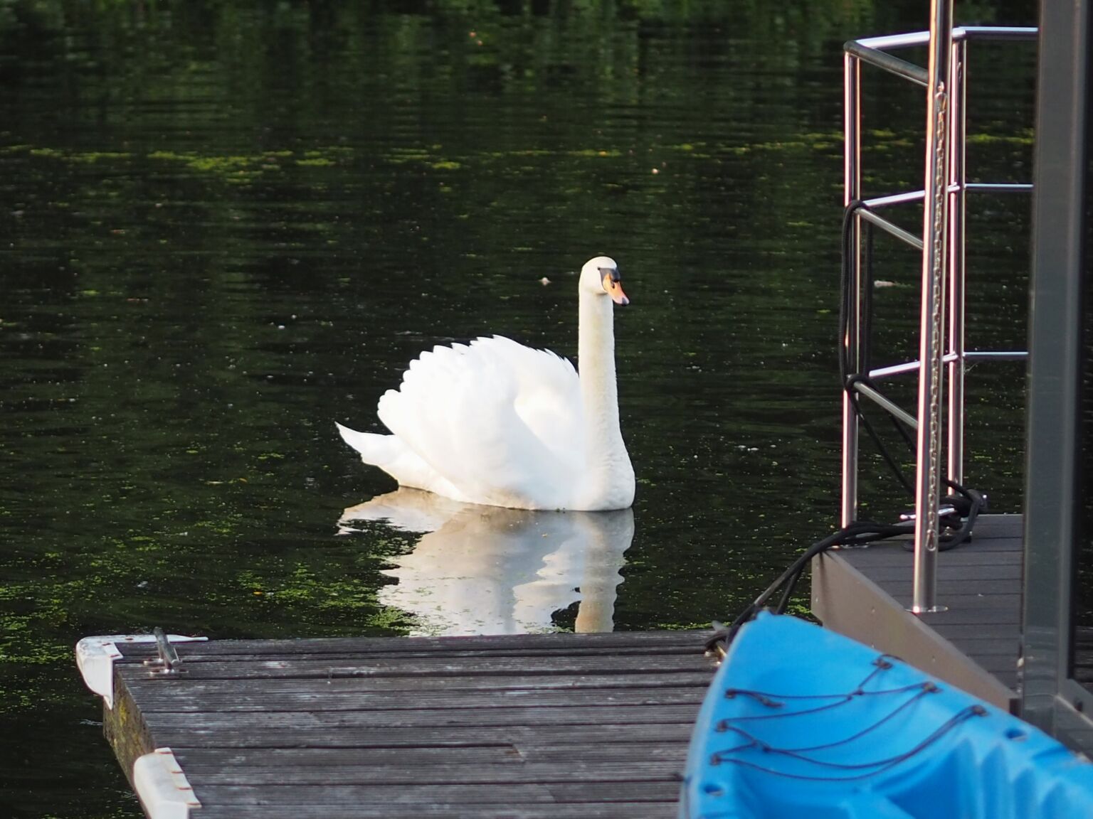 Die Schwäne schwimmen zu unseren Hausbooten heran bei Econ Marine