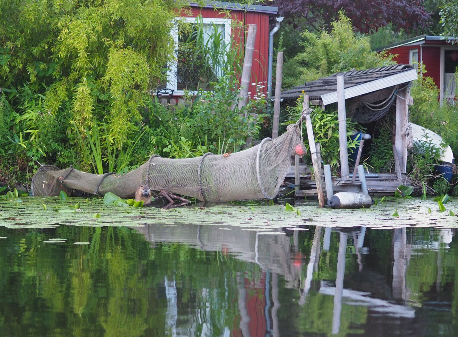 Nutria während einer Bootsfahrt mit Econ Marine
